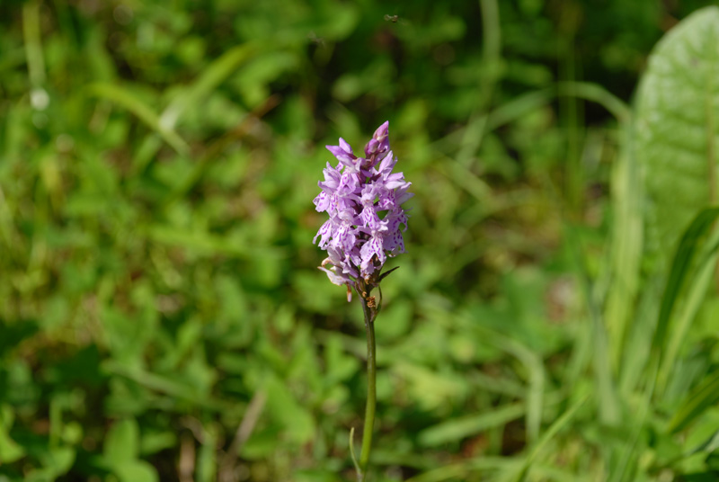 Lebensader-Taugl-Orchidee-Knabenkraut