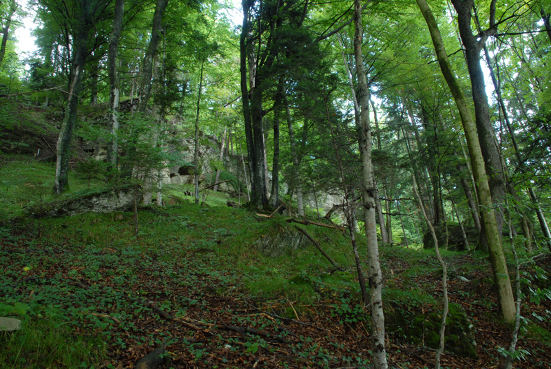 Lebensader-Taugl-Totholzreicher-Wald